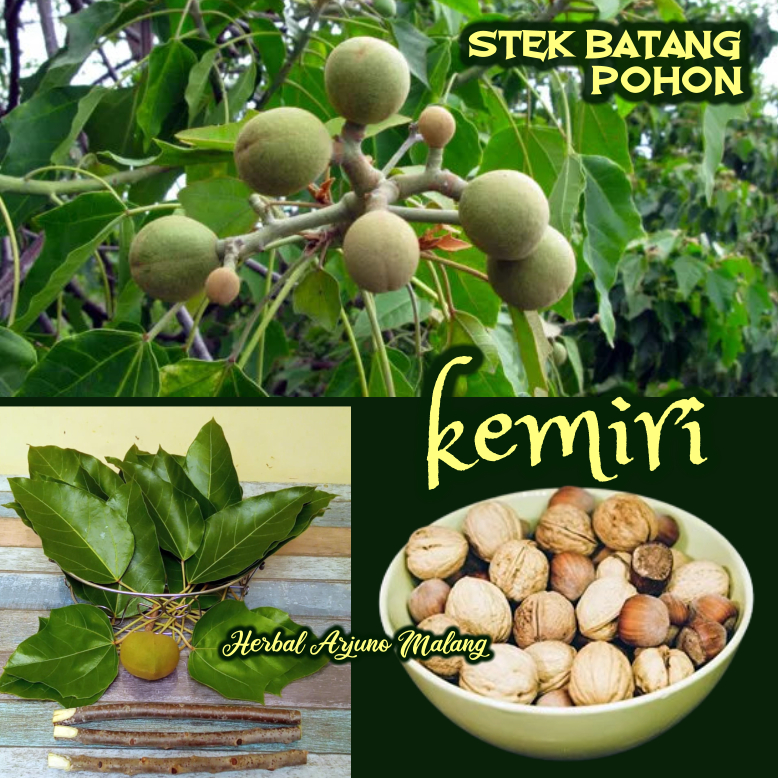 (5pcs) Stek Batang Tanaman Pohon Kemiri Muncang Obat (Stamina Fisik Vitalitas Gairah Libido Pria) An