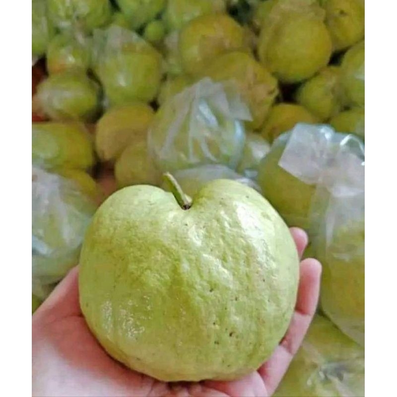 

Jambu kristal 1kg fress