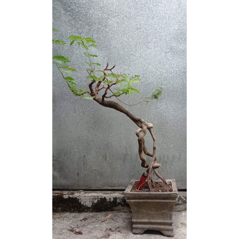 bahan bonsai asem jawa dari biji sesuai gambar