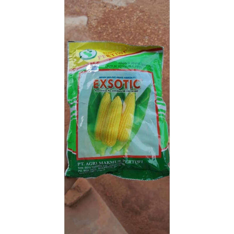 Jagung Manis Exotic Pertiwi