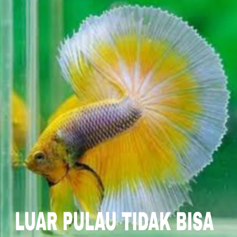 ikan cupang halfmoon sz S+ isi 5 bergaransi