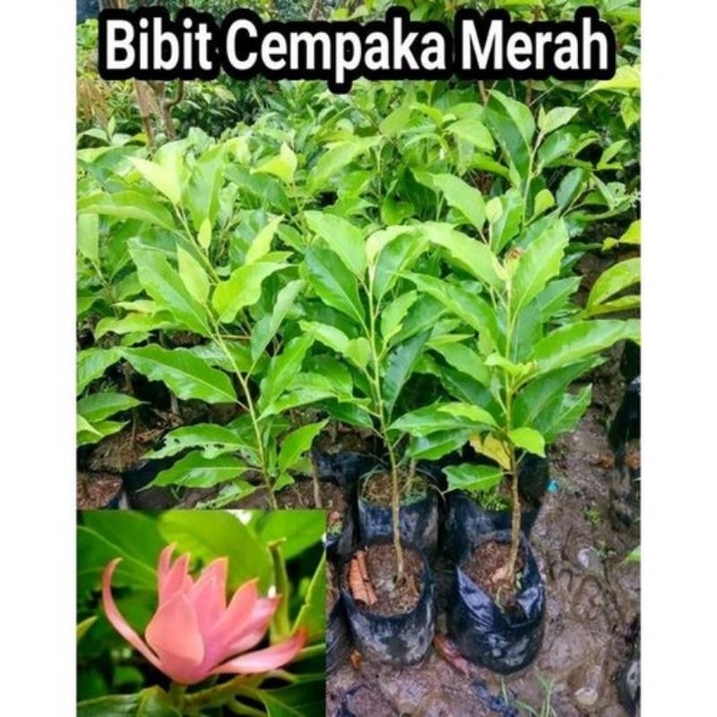 Bibit Kantil Merah Stek Okulasi