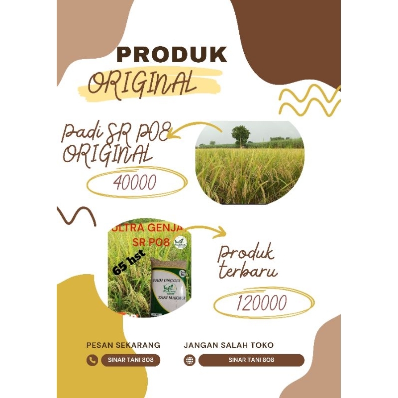 Bibit Benih Padi Sr P08 Original Kemasan 5Kg