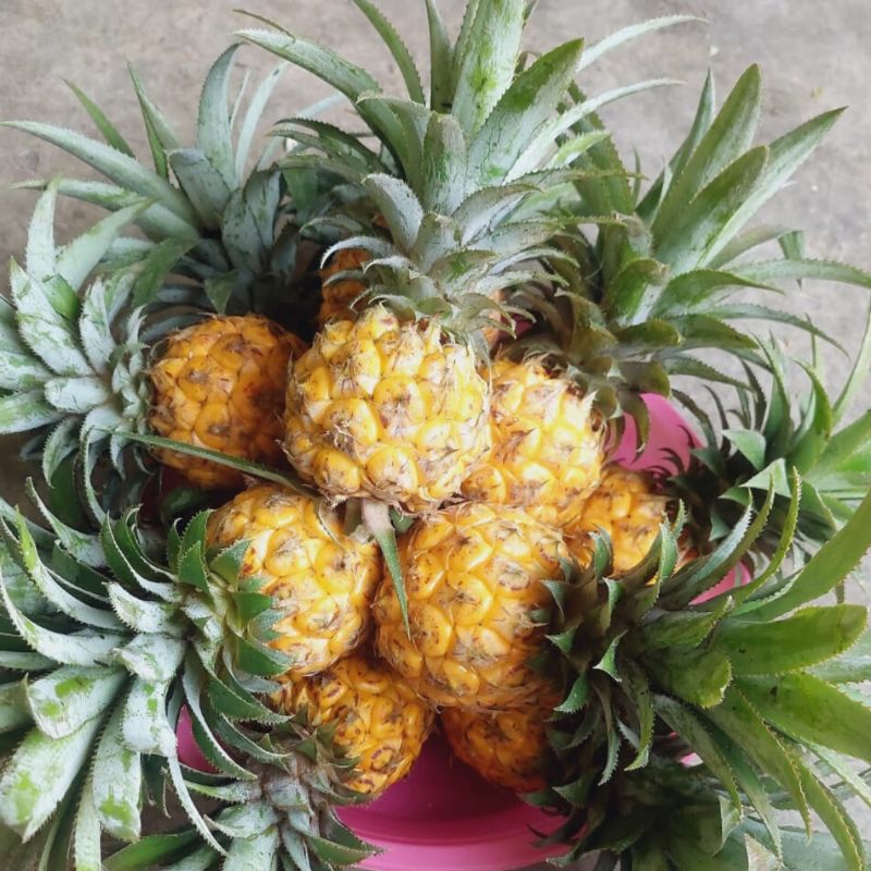 

Nanas Madu Asli Pemalang