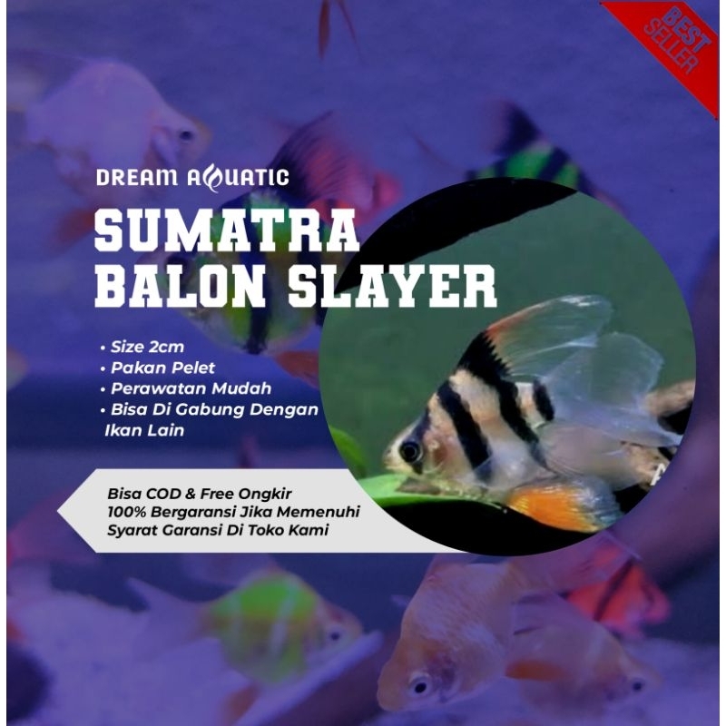 JUAL SUMATRA BALON SLAYER WARNA RANDOM MIX HIASAN AQUARIUM/AQUASCAPE