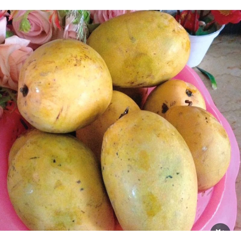 

Mangga Kopyor | Mangga Jawa
