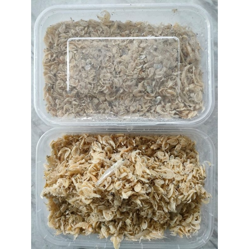 

Udang Rebon