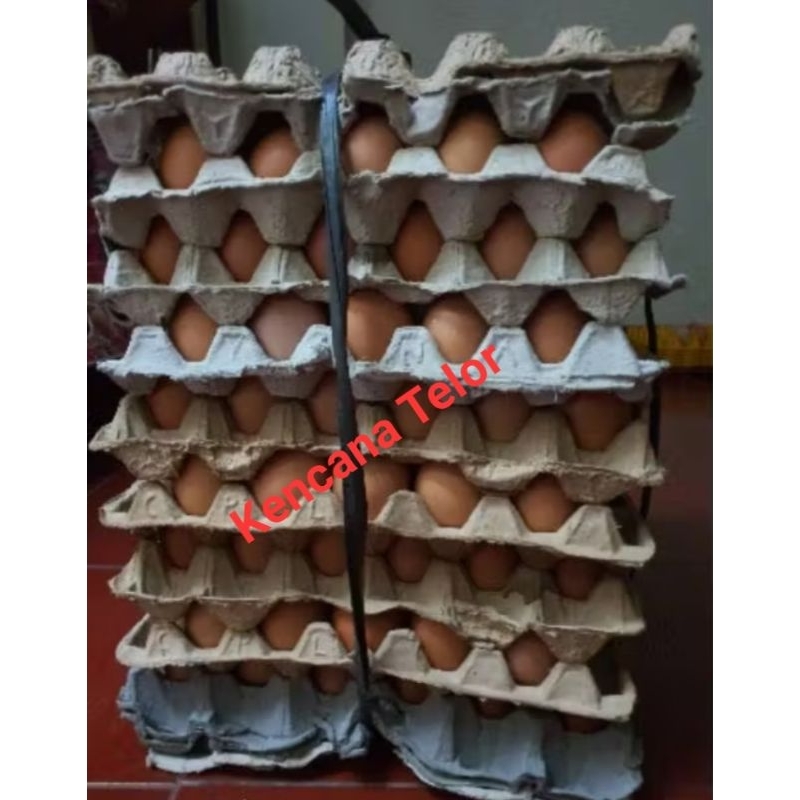 

TELUR AYAM NEGERI 15 KG