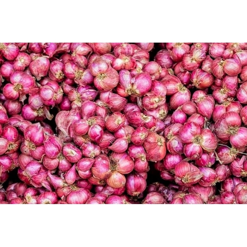 

Bawang Merah Pilihan Terbaik