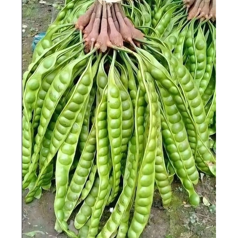 

Promo Pete, petai 15 Papan (15 lonjor)