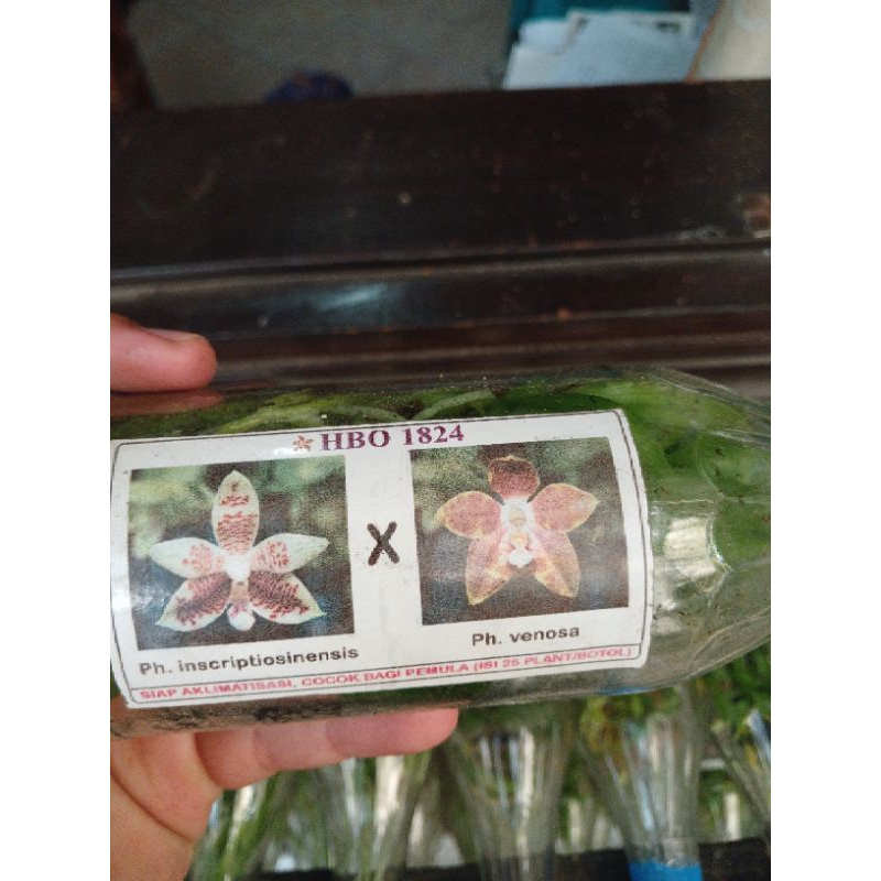Bibit Botol Anggrek Bulan Primary Hybrid