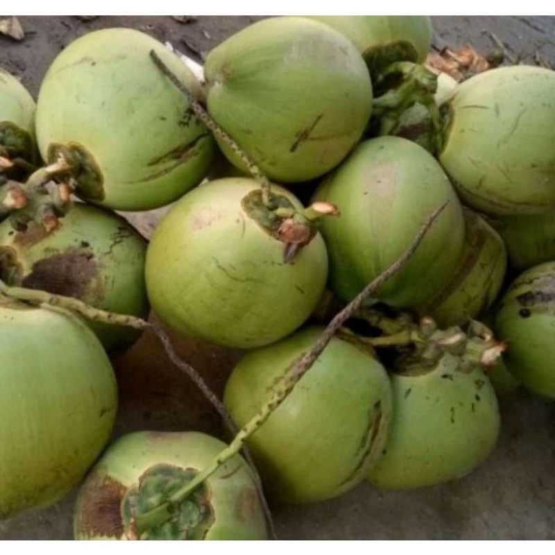 

kelapa muda