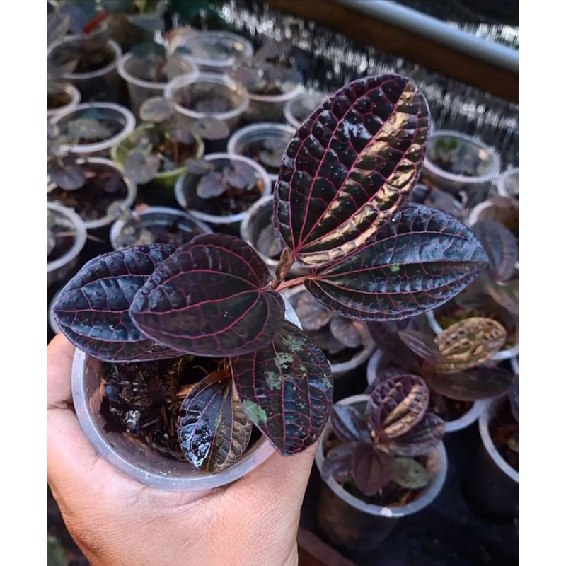 tanaman hias viper red sp