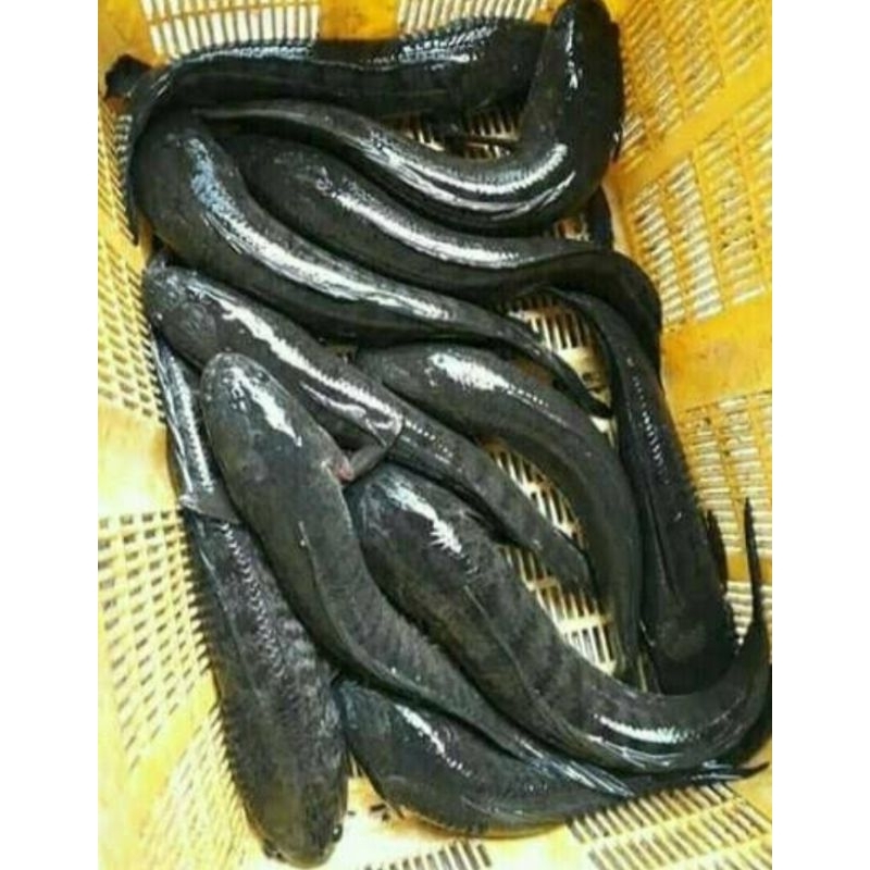 Ikan gabus hidup 1kg. kualitas super terjamin segar.