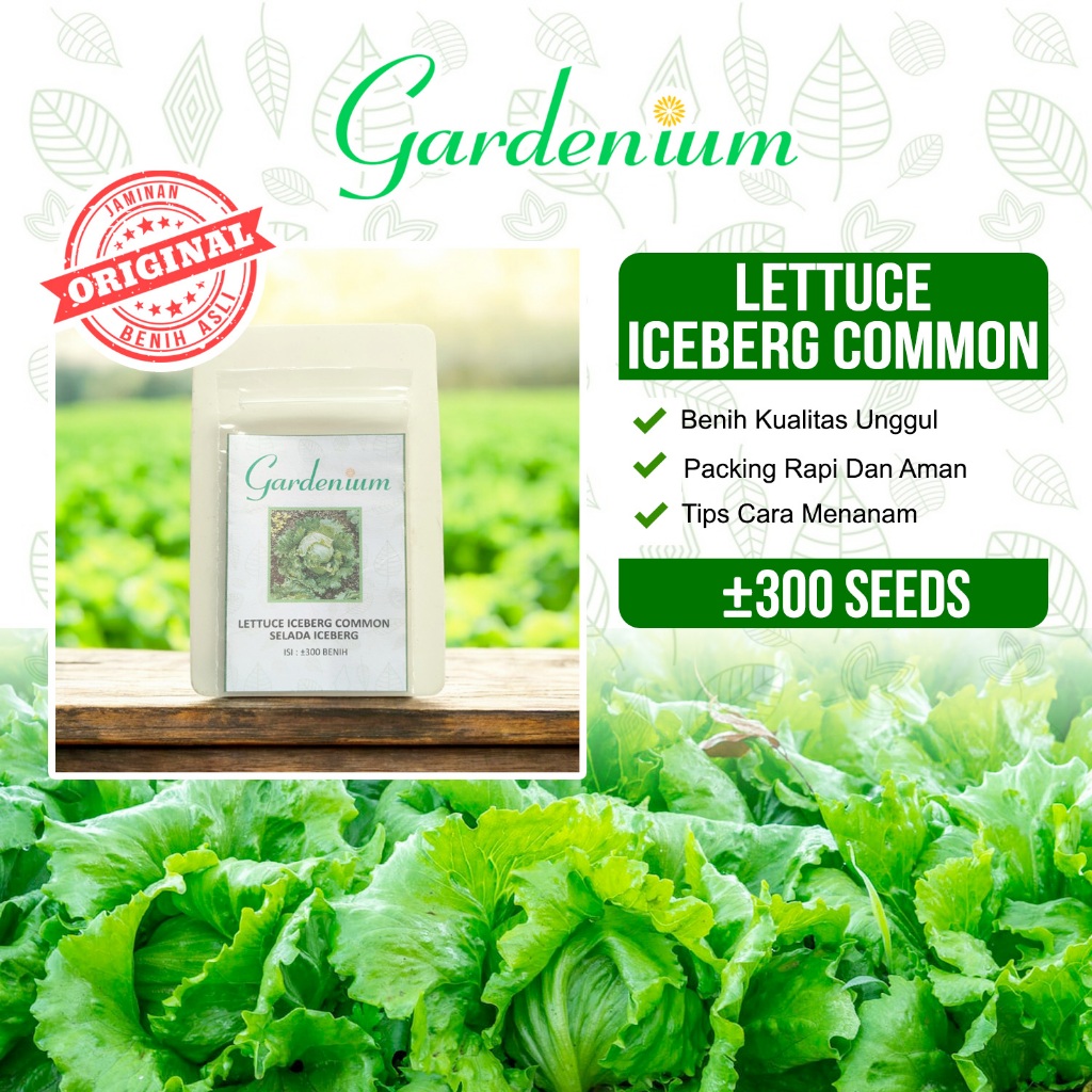 GARDENIUM Benih Lettuce Iceberg Common Selada Iceberg Unggul