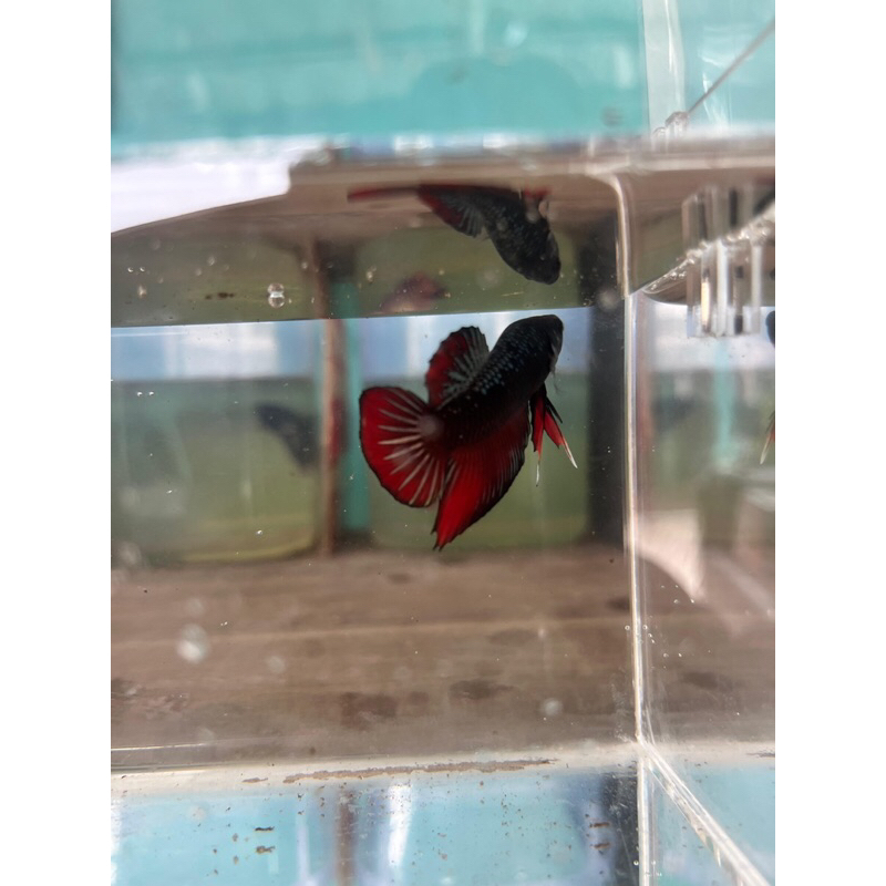 Ikan cupang Avatar Cooper Grade A