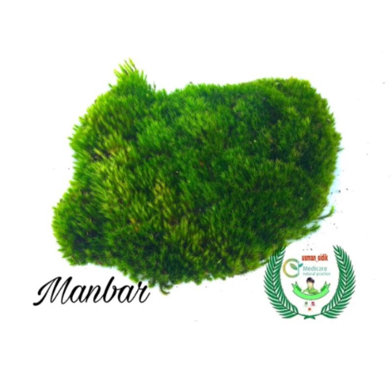 LUMUT HIDUP / POREST MOSS Cover Bonsai