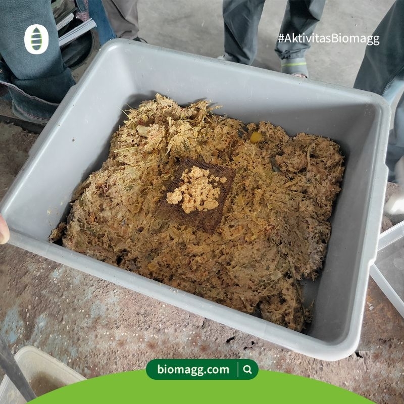 permentasi media penetasan telur lalat maggot bsf 1kg