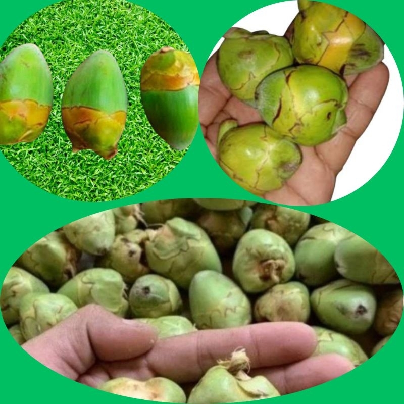 

PENGIRIMAN CEPAT! Tembuluk Kelapa Muda Fresh isi 12Buah Obat Herbal Diabetes/Kencing Manis