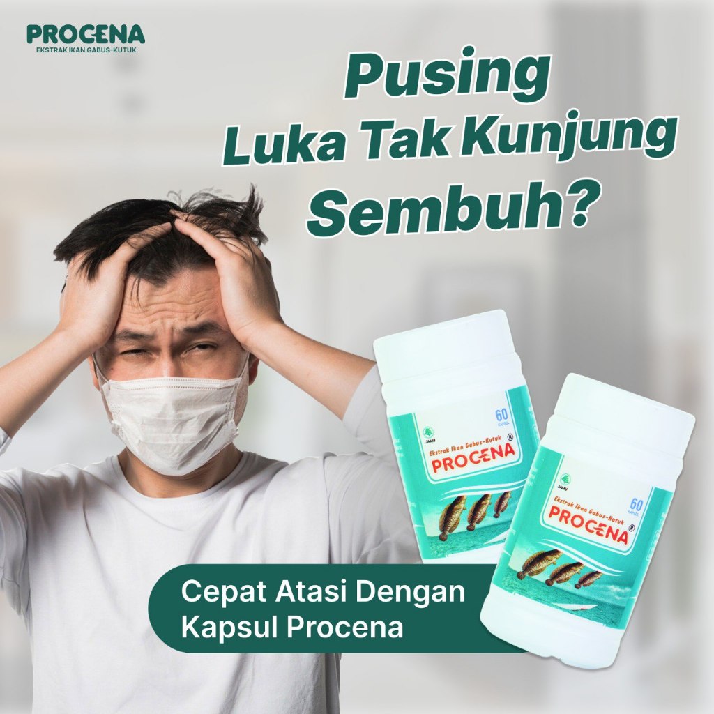 Kapsul Procena Ekstrak Ikan Gabus Kutuk Kapsul ikan gabus albumin ikan gabus minyak ikan gabus