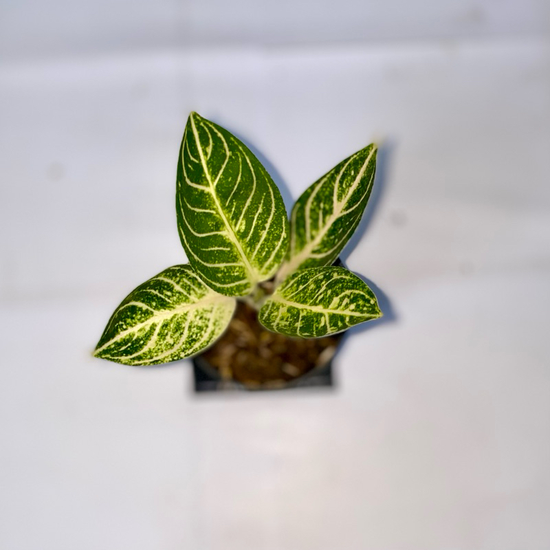 Aglaonema Pride of Sumatra white