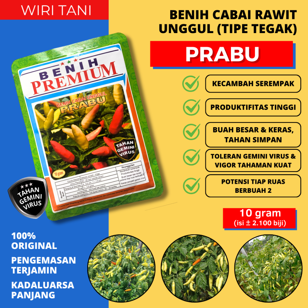 (10 gram) Benih Cabai Tahan Virus PRABU (± 2100 biji) | cabai tipe tegak, produktifitas tinggi, buah
