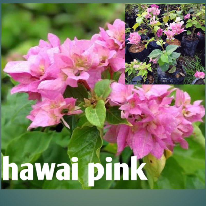 tanaman bunga bougenville hawai pink