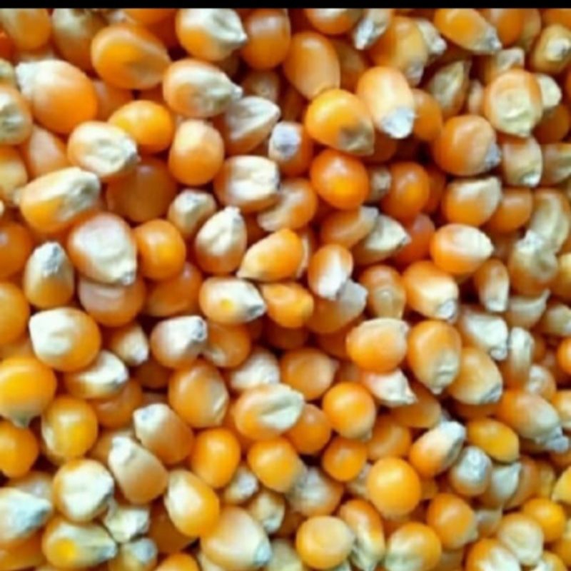 

Jagung Popcorn Mentah Kering 1 Kg