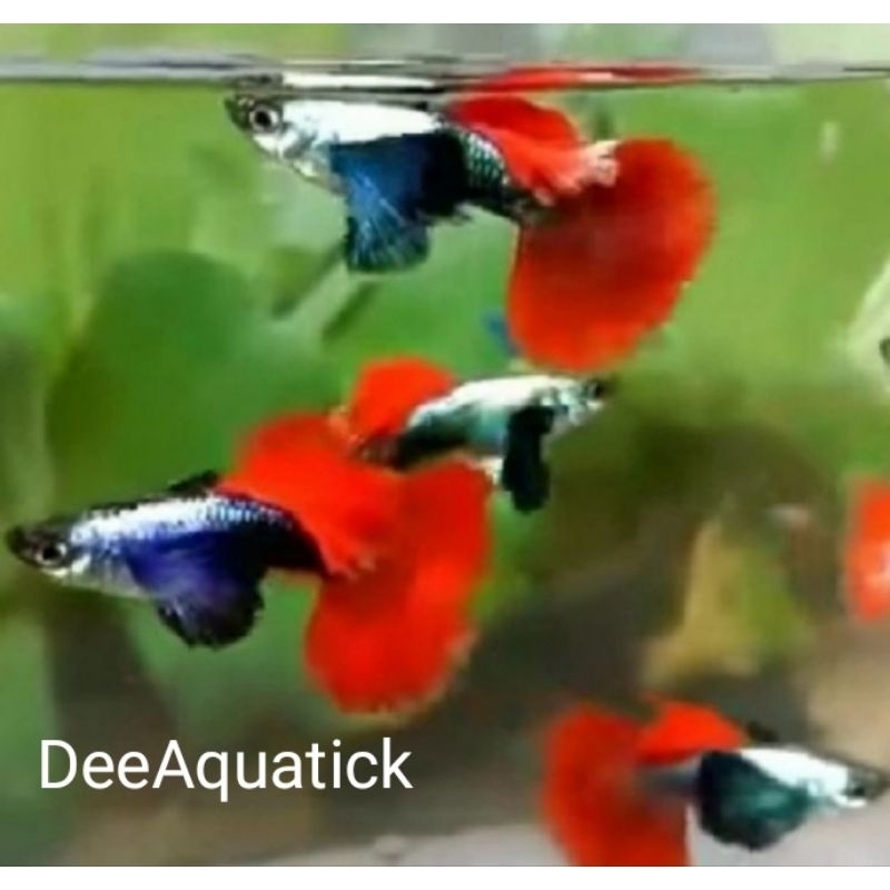 guppy prtde (dumbo ear)