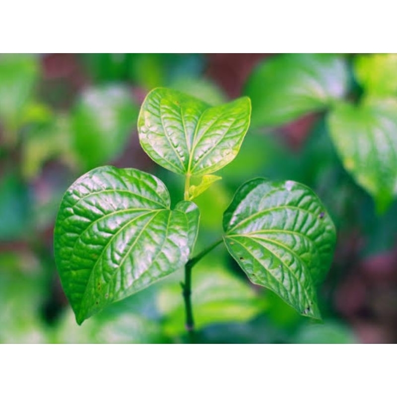 

Daun karuk segar daun sirih tanah 400 gram fresh