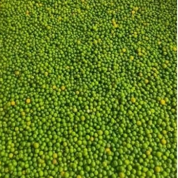 

jeruk lemoncuy /jeruk sonkit berat 5 - 10 kg