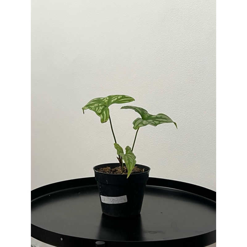 Tanaman Hias Cercetis Mirabilis - Keladi Tato - Caladium Tattoo bibit