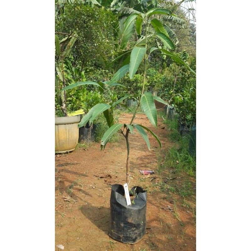 

mangga