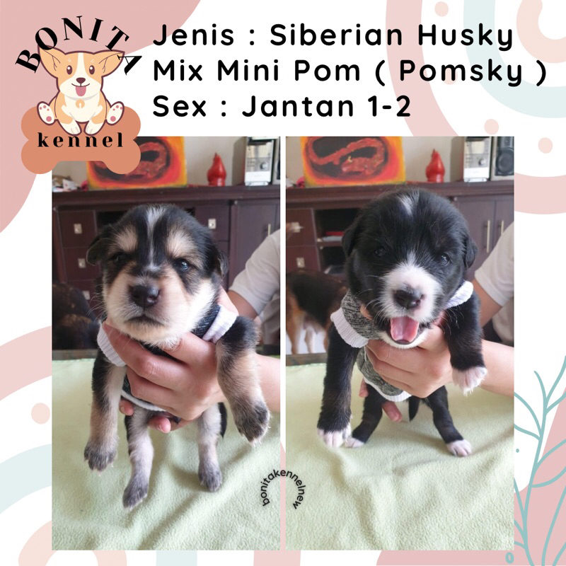 Mini Pom Mix Siberian Husky Anak Anjing Husky Pomsky Jantan Betina