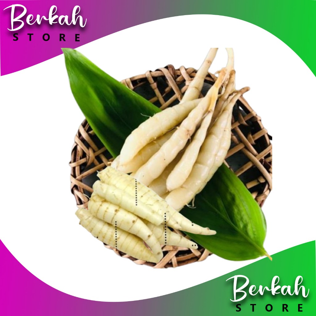 

Umbi Garut Segar 1 kg Obat Asam Lambung - Umbi Terigu Fresh