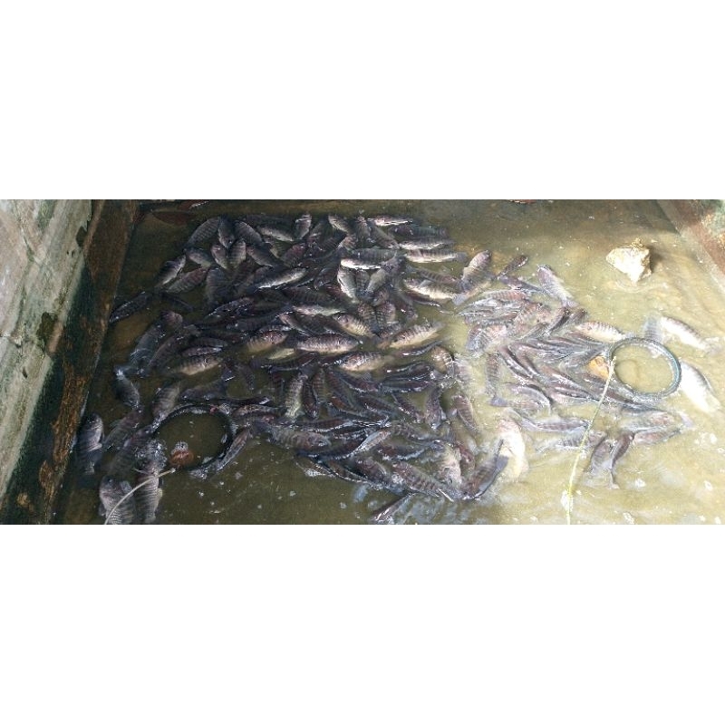 

promo ikan nila setengah kilo fres isi 2-3