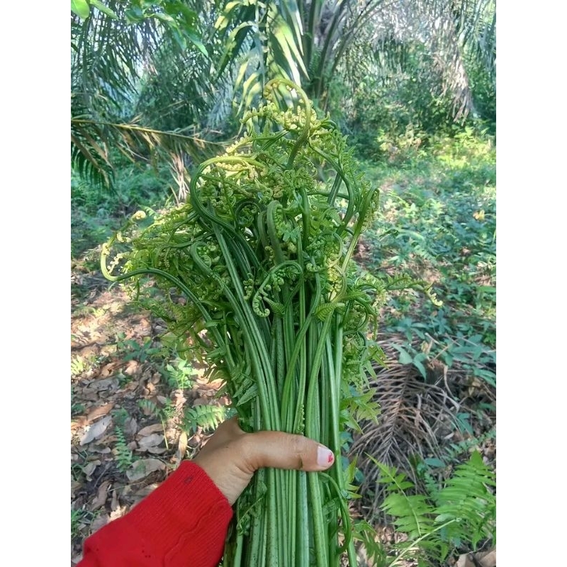 

PAKIS SAYUR PAKIS BUAT MASAK TUMIS, 500GR KHUSUS JABODETABEK