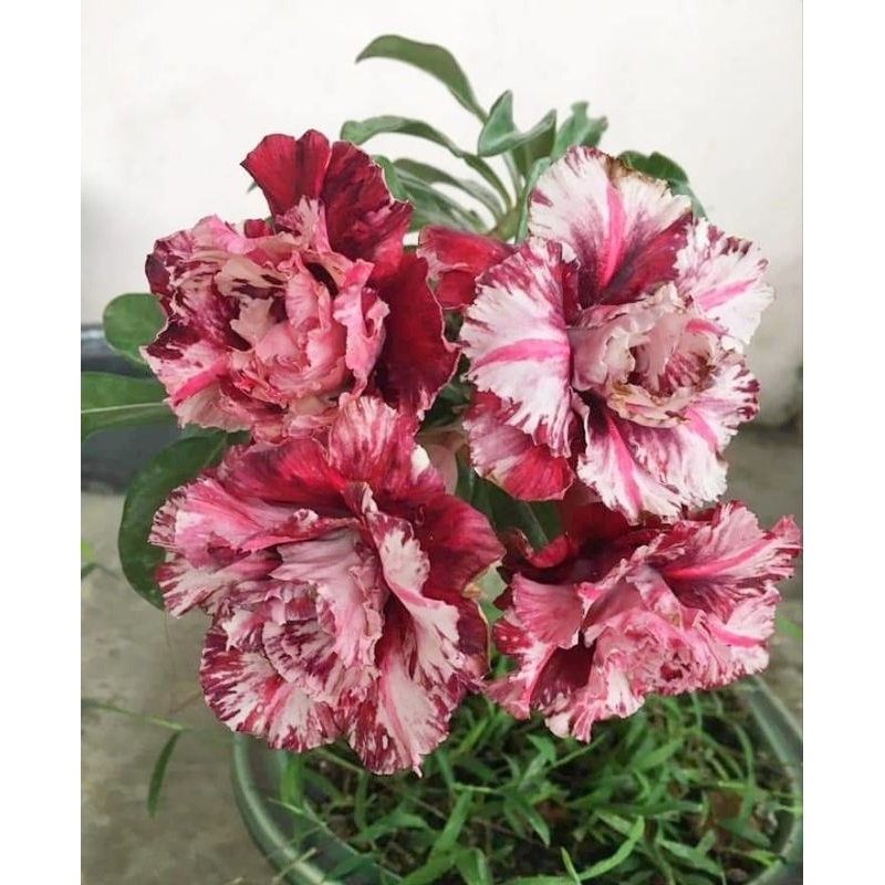 Promo Murah COD bonsai adenium bunga tumpuk marun batik - adenium bunga  - bonsai adenium