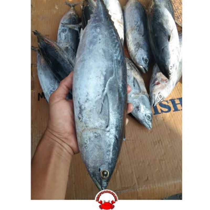 

Ikan Tongkol Frozen 10kg