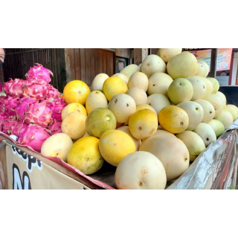 

timun suri harga per kg