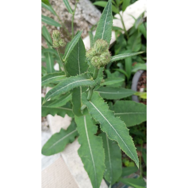 

Tempuyung obat herbal