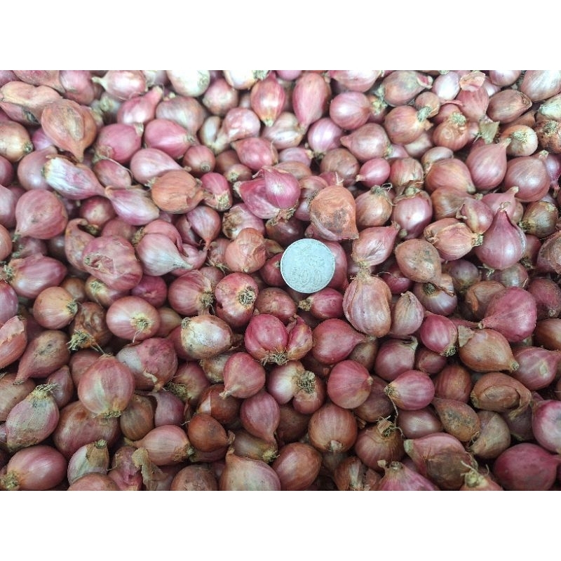 

bawang merah berambang nganjuk 1kg