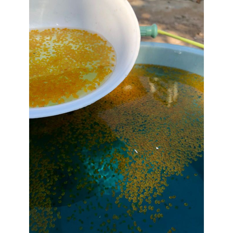 Bibit Telur Gurame Padang Super paket 1000 butir