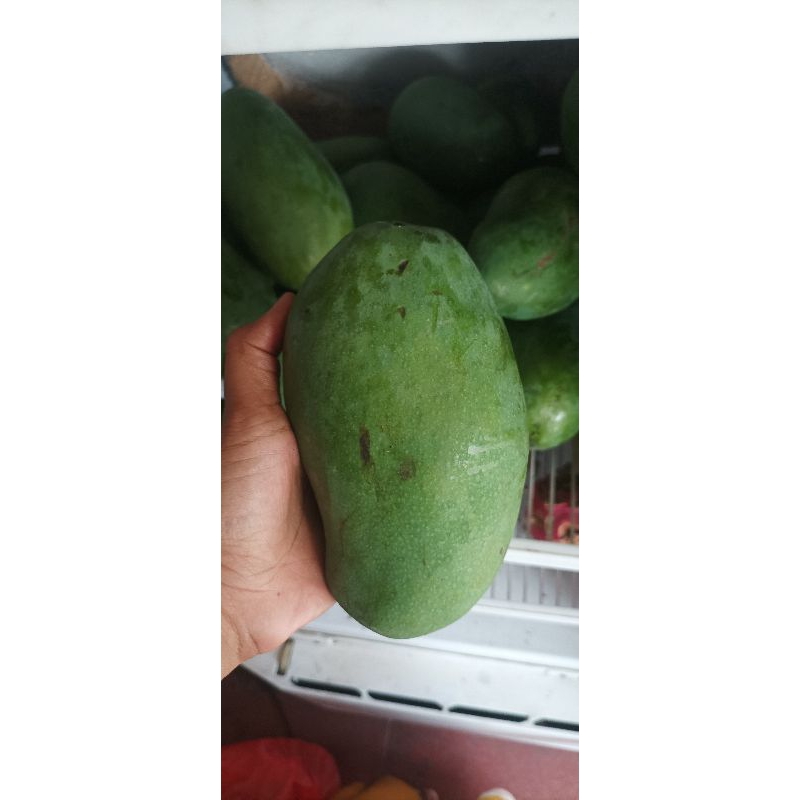 

mangga muda