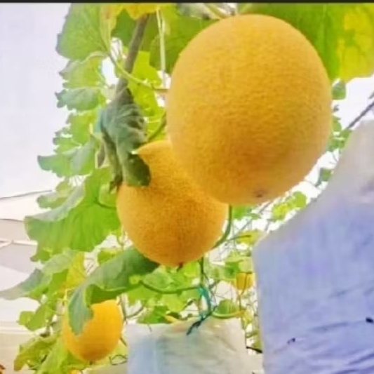 

PROMO 150 BENIH MELON GOLDEN SUPER MADU JUMBO F1