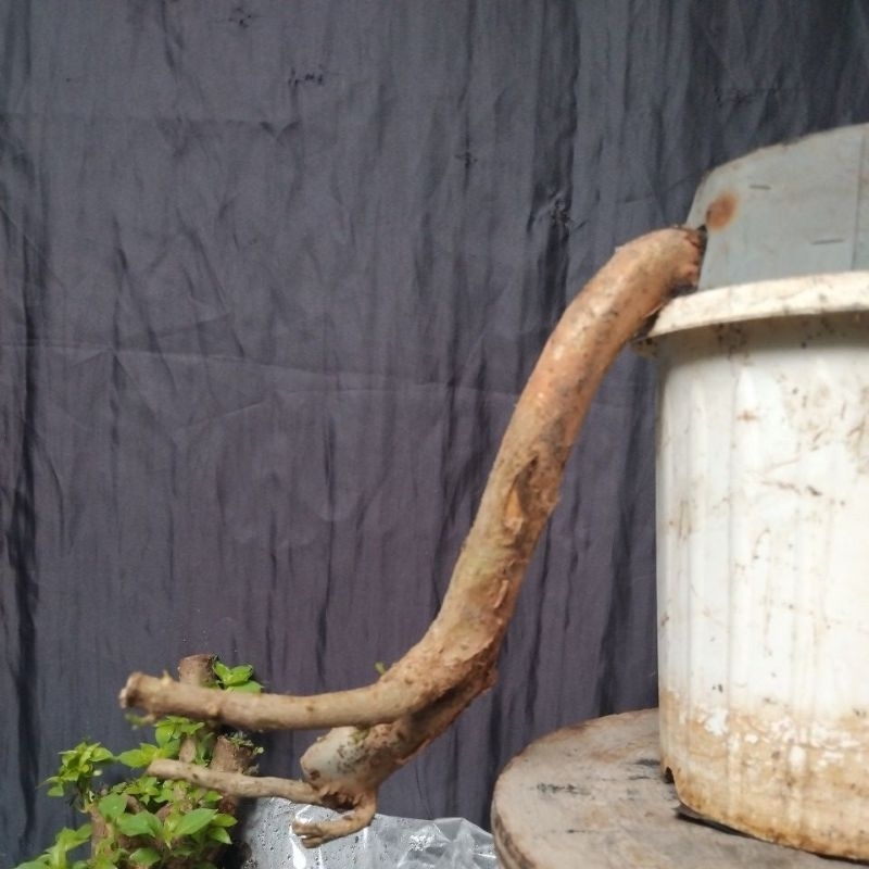 Bahan Bonsai Wahong Laut Dongkelan Small Medium Case Cade Size The Maxx 30cm real pick