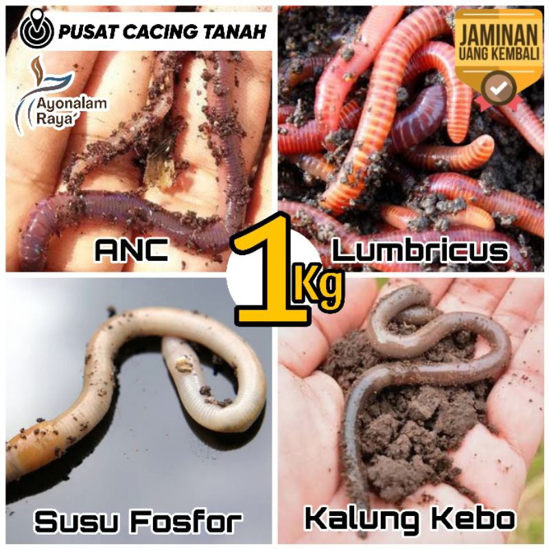 Cacing Tanah Hidup 1Kg Cacing Kalung Kebo Merah ANC Lumbricus Tiger Susu Fosfor