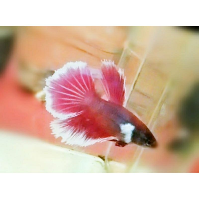 Female Halfmoon Dumbo ear