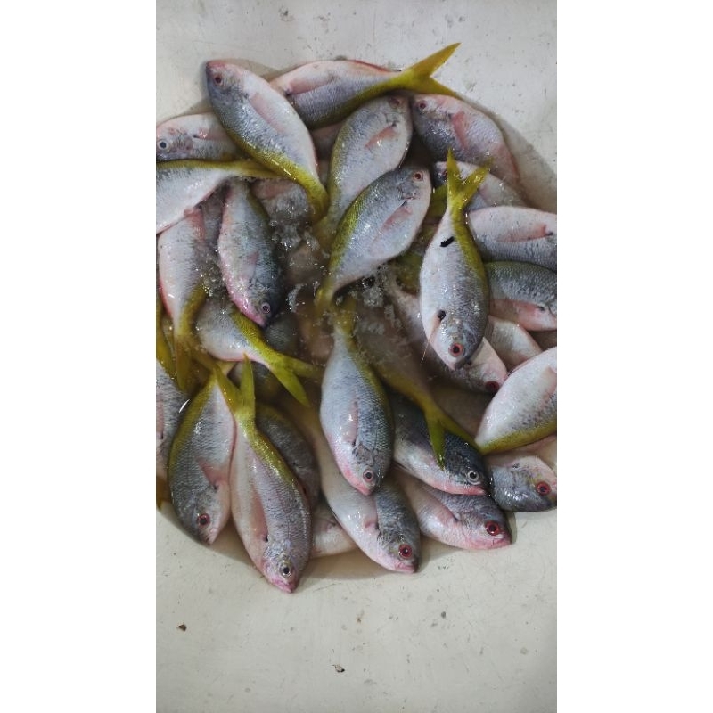 

IKAN EKOR KUNING FRESH