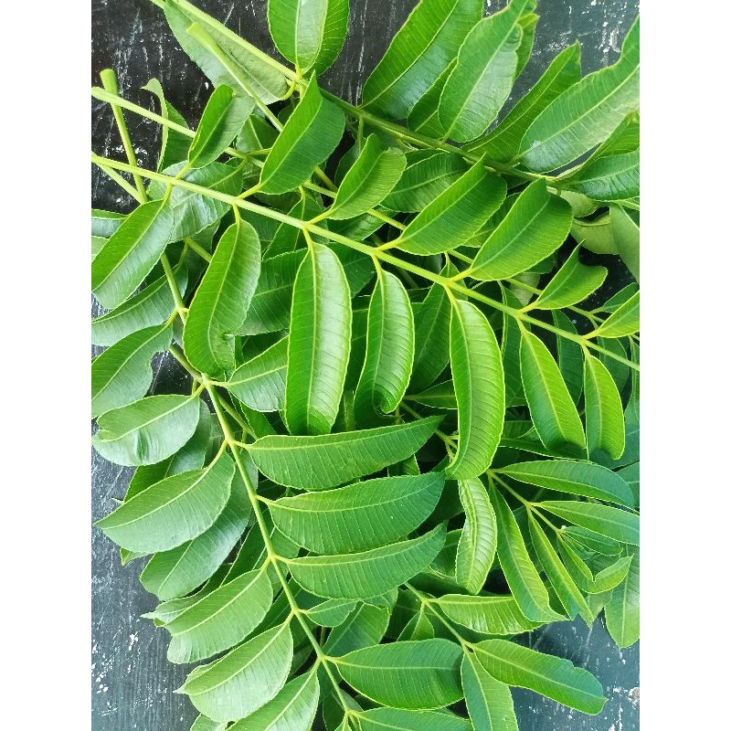 

Daun Kedondong Segar